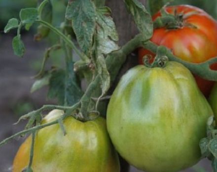 Descrizione e caratteristiche della varietà ultra precoce di pomodoro Raja