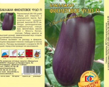 Descrierea varietății de vinete Minune purpuriu, caracteristici de cultivare și îngrijire