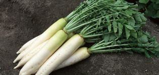 Description and characteristics of the best types (varieties) of radish for open ground