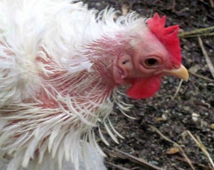 Comment se débarrasser rapidement des plumes chez les poulets à la maison, remèdes pour le traitement