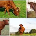 Beskrivning och egenskaper hos kor av rasen Krasnogorbatov, deras innehåll