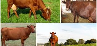 Description and characteristics of cows of the Krasnogorbatov breed, their content