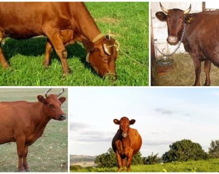 Krasnogorbatovo veislės karvių aprašymas ir charakteristikos, jų turinys