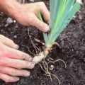 Hoe irissen in de herfst naar een andere plaats te transplanteren, voorwaarden en regels om daarna te vertrekken