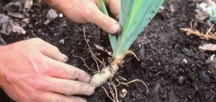 Comment transplanter des iris à l'automne dans un autre endroit, conditions et règles pour partir après