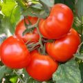 Characteristics and description of the Siberian early ripening tomato variety, yield and cultivation