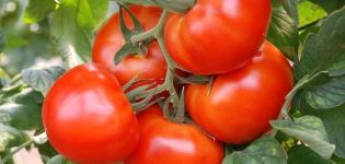 Charakteristika a popis odrůdy rajče rané odrůdy sibiřského, výnos a pěstování