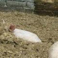Врсте и правила за употребу легла за свиње