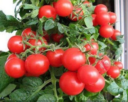 Egenskaper och beskrivning av tomatsorten Red Pearl