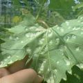 Γιατί εμφανίζεται μια λευκή άνθιση στα φύλλα της αμπέλου, αποτελεσματικά μέτρα ελέγχου και πώς να αντιμετωπιστεί