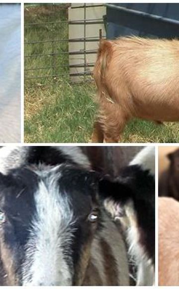 La ce rasă aparțin caprele fără urechi, caracteristicile și conținutul lamelor