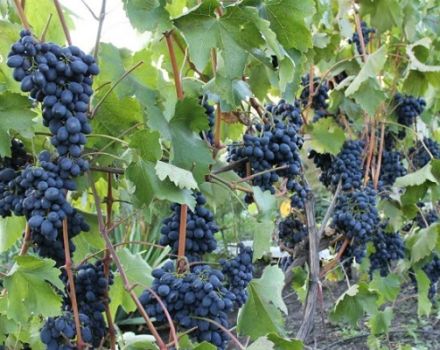 Opis odrody viniča Codrianka a jej vlastnosti, doba zrenia, výsadba a starostlivosť o ne