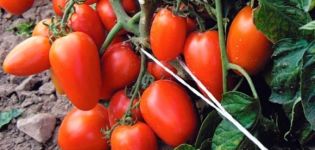 Charakteristika a opis odrody rajčiaka Začiatočník, úroda a kultivácia