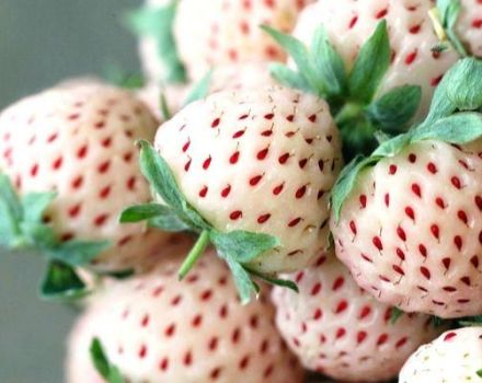 Beskrivning och egenskaper hos Pineberry jordgubbsorten, odling och skötsel