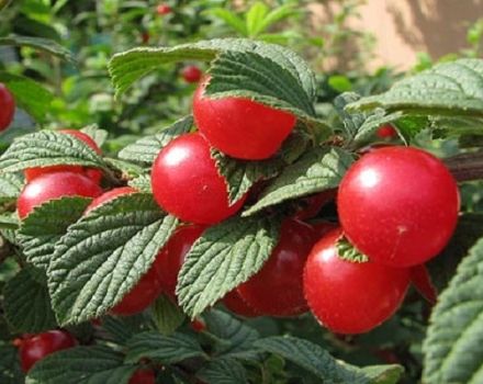 Descripción de la variedad de cereza Tamaris, características de fructificación y rendimiento.