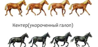 Vilka typer av hästgångar och deras skillnader, ytterligare rekommendationer