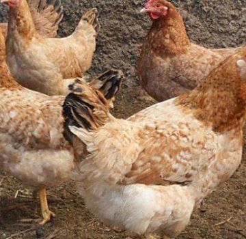 Tsarskoje Selo viščiukų veislės aprašymas ir savybės, priežiūros taisyklės