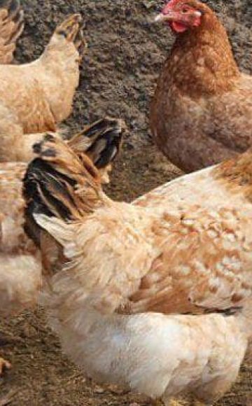 Description and characteristics of the Tsarskoye Selo breed of chickens, maintenance rules