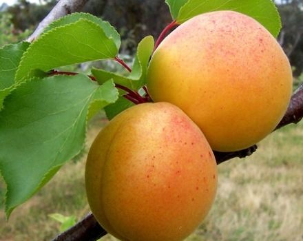 Egenskaper av Manchurian aprikosvariet, beskrivning av frostbeständighet och vård av plantor
