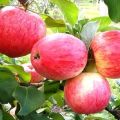 Beschrijving en kenmerken van de variëteit Candy-appel, teelt in de regio's en kenmerken van zorg