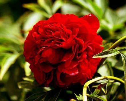Description and characteristics of peony varieties Henry Bokstos, cultivation