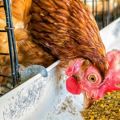 Jak správně dát droždí kuřatům doma