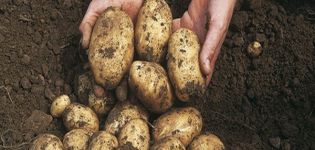 Beschreibung der 40-Tage-Kartoffelsorten, Anbau, wann zu graben