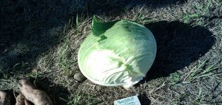 Opis sorte kupusa Harkov zimi, značajke uzgoja i njege
