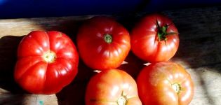 Kenmerken en beschrijving van de variëteit van tomaat Brandy roze, de opbrengst