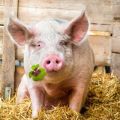 Ką valgo kiaulės ir ką maitinti, kad jos greitai augtų namuose