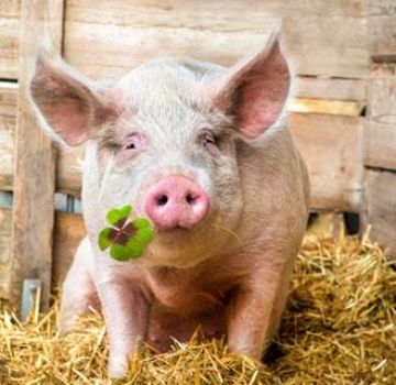 Hvad spiser svin, og hvad de skal fodre dem til at vokse hurtigt derhjemme