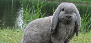 Opis i karakteristike francuskih ovnova zečeva, briga za njih