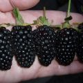 Beskrivning och odling av Giant Blackberry-sorten, vårdfunktioner