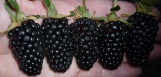 Opis a pestovanie odrody Giant blackberry, rysy starostlivosti