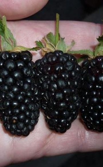 Description and cultivation of Giant blackberries, care features