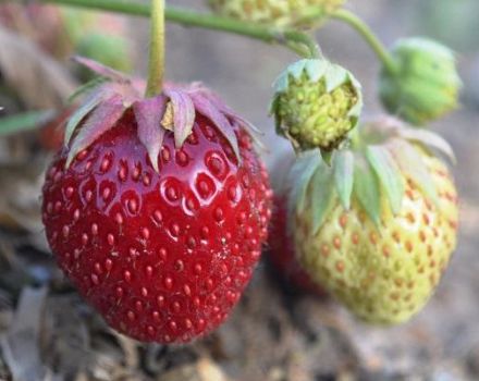 Beskrivelse og karakteristika for jordbærsorten Tago, dyrkningsteknologi