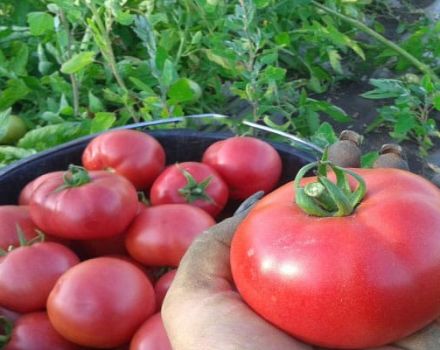 Opis odrody paradajok Werner, jej vlastnosti a výnos