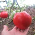 Pomidorų veislės savybės ir aprašymas Saldus stebuklas, jo derlius