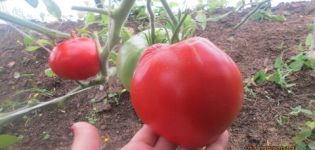 Caractéristiques et description de la variété de tomate Sweet miracle, son rendement