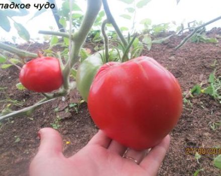 Charakteristika a opis odrody paradajok Sladký zázrak, jeho výnos
