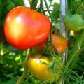 Pomidorų „Danko“ aprašymas ir derlius