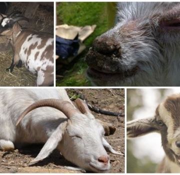 Przyczyny piany w pysku kozy i leczenie niedoboru tiaminy