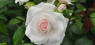 Beskrivning av rosensorten Aspirin, odling, skötsel och reproduktion
