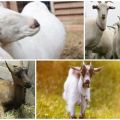 Колико траје коза да прохода након јањадења и знакова лова