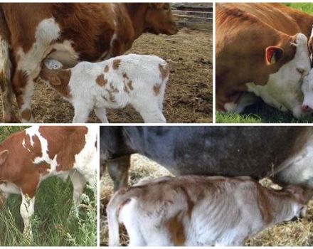 Los 5 mejores métodos para destetar a un ternero de la succión de una vaca y consejo veterinario