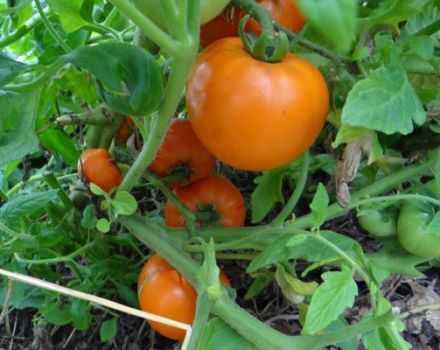 Beskrivelse af tomatsorten Honningug og dens egenskaber