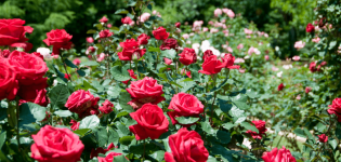 Opis odrôd ruží Polyanthus, starostlivosť a pestovanie zo semien a odrezkov