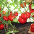 Tomaattilajikkeen Babushkino Lukoshko ominaisuudet ja kuvaus, sen sato