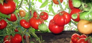 Charakteristika a opis odrody paradajok Babushkino Lukoshko, jej výnos