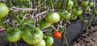 Produktivitet, egenskaper och beskrivning av tomatsorten Kubyshka